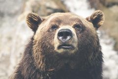Sample: brown bear