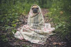 Sample: dog wrapped in a blanket